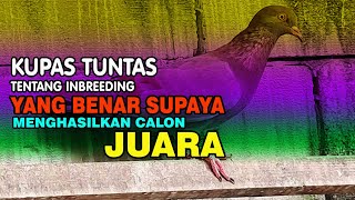 MERPATI LOVERS YANG DIMAKSUD INBREEDING YANG SEBENARNYA [upl. by Veats]