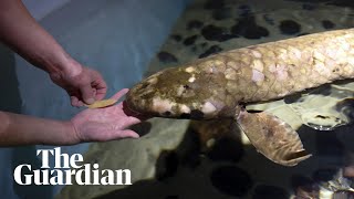 The 90yearold Australian fish who likes belly rubs is likely oldest aquarium fish [upl. by Sherurd]