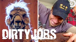 The Dirtiest Animal Jobs  Dirty Jobs  Discovery [upl. by Varick]