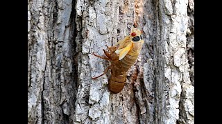 Brood XIII Cassins 17Year Cicada molting time lapse American Elm HD [upl. by Katuscha]