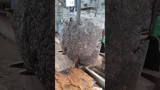 Camphor tree cutting process Good tools and machinery make work easy [upl. by Nie208]