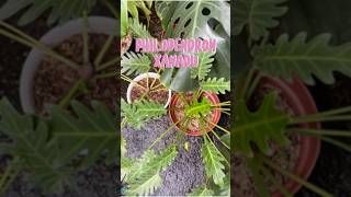 Philodendron xanadu tanamanhias plants naturallife berkebun garden houseplants aroids [upl. by Clarkson]