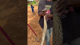 Grabbing a wild Gaboon Viper out of bag in Africa in the jungle “Extremely Dangerous” [upl. by Leund]