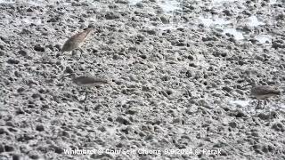 Whimbrel  Chiu S C DSCN1308 [upl. by Enilrae]