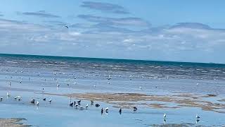 Australia’s Hobsons Bay Beach [upl. by Keele]