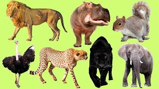 Los Animales africanos para niños  Aprender Animales africanos  El Sonido de los Animales [upl. by Wood]