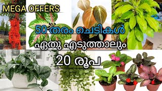 50 types of plants  limited stock  online sale  kodungallur  Video226 [upl. by Adnarym356]