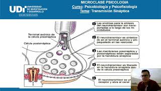 Resumen transmision sinaptica [upl. by Ettennod]