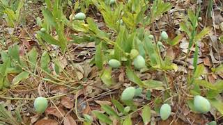 Frutas do cerrado matabarata Andira humilis [upl. by Coniah118]