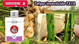 Tafgor insecticides TATA Dimethoate 30 EC [upl. by Sebbie]