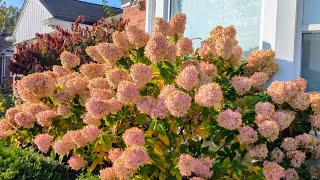 Hydrangeas In The Fall With Lovely Color [upl. by Yajnas]