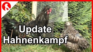 Puschel und Giesela  Update Hahnenkampf  Jensman and the Huhns [upl. by Ingemar851]