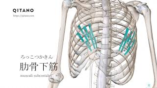 肋骨下筋の解剖学図｜musculi subcostales｜筋肉辞典36 [upl. by Ordnasela]