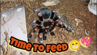 B Hamorii Feeding After Not Molting For Over A Year [upl. by Eibor]