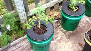 BA Kratky  DIY System Bucket Hydroponics Updated with parts list [upl. by Hildie]