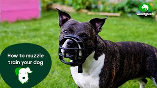 How to muzzle train your dog  Pet advice for dogs  Woodgreen Pets Charity [upl. by Garlaand]