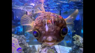 FEEDING PUFFER FISH  NEW UPDATES [upl. by Alaunnoif428]