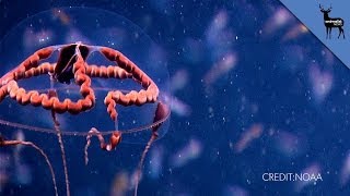 Strange Underwater Creature Caught On Tape [upl. by Dalpe]