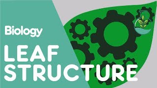 Structure Of The Leaf  Plant  Biology  The FuseSchool [upl. by Montanez]
