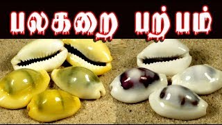 cypraea moneta பலகறை யின் மருத்துவம் palagarai parpam uses [upl. by Nehgem]