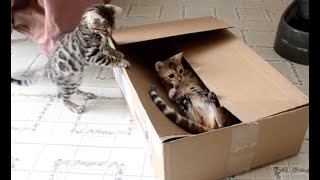 15 Minutes of Kittens  CUTEST Kitten Videos 😍 [upl. by Mayda]