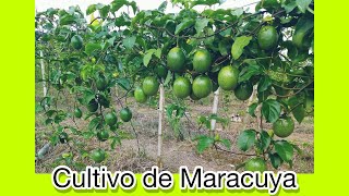 El Cultivo de MaracuyaPaso a Paso [upl. by Elletsyrk]