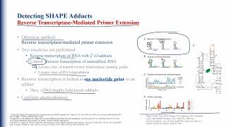 Selective 2 Hydroxyl Acylation Analyzed By Primer Extension SHAPE [upl. by Diarmid538]