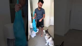 Sapphie the pomsky assigns chores part 3 [upl. by Jorge]