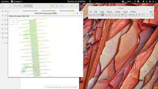 ImageJ Scale Calibration for Measurements [upl. by Teagan]