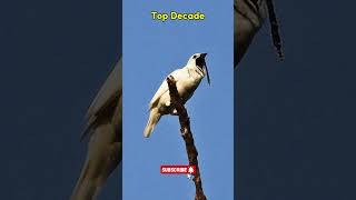 🦜 Weirdest Bird Sounds Ever topdecade top10 [upl. by Pierre135]