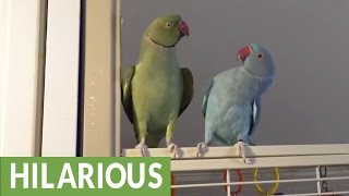 Parakeet brothers engage in full length conversation [upl. by Reivaxe702]