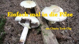 Einfach nur mal in die Pilze HD [upl. by Odama398]