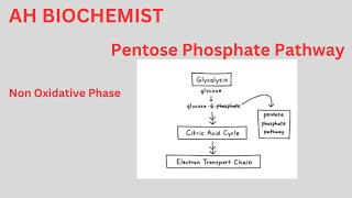 Pentose Phosphate PathwayHexose Monophosphate ShuntClass 11biology HMP ShuntOxidative Phase [upl. by Labinnah]