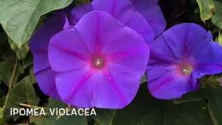 Ipomea violacea Garden Center online Costa Brava  Girona [upl. by Tarsus]