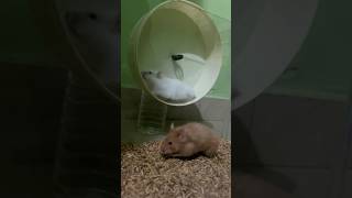 Comment your pets name🐹 bangalore feedshorts youtubeshorts [upl. by Linette]