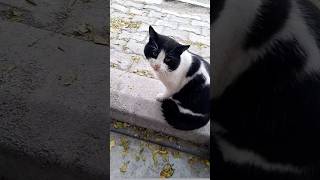 Zeytin Gözlüm😍🥰 reels cat kedi trend kesfet keşfetteyiz trending shortvideo short shorts [upl. by Houser]