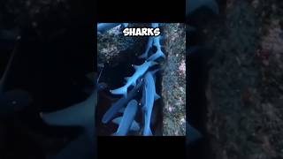 The Whitetip Reef Sharks  What A Formidable Predators 😥 [upl. by Layne]