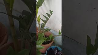 zzplantleafpropagation viralgarden trendingshorts [upl. by Ennyroc]