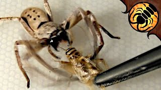 Huntsman Spider ATTACK Feeding compilation [upl. by Wiltz]