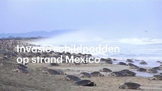 Duizenden schildpadden broeden op strand Mexico  RTL NIEUWS [upl. by Berny601]