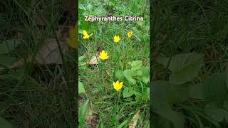 Yellow Rain Lily Zephyranthes Citrinanature birdsounds rainlilyflower shortsyoutube [upl. by Darsie]