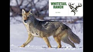 30 minute coyote call bring them in fast 🐺🔫￼ [upl. by Schell]