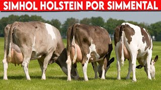 🔴 SIMHOL HOLSTEIN POR SIMMENTAL CRUCE PARA PRODUCIR LECHE ✅ Vacas Lecheras [upl. by Rehttam]