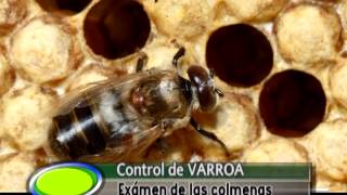 CONTROL DE VARROA INFORME de ACTUALIDAD APICOLA [upl. by Chancey]