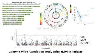 GWAS analysis using rMVP package in R software [upl. by Dorri]