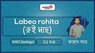 Labeo rohita  রুই মাছ  HSC Zoology Chapter 2  Part 1  Fahad Sir [upl. by Hanoy841]