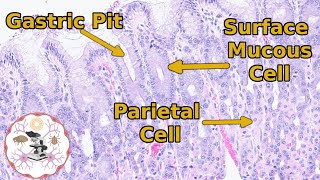 Stomach Histology  From Schematic to Slide [upl. by Eriam]