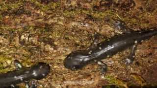 Captive bred Ambystoma californiense California Tiger Salamanders hunting crickets [upl. by Kriste]