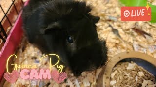 🔴 The one that goes a long long time part II  Guinea Pig Cam 16 Aug 2024 [upl. by Aloibaf]