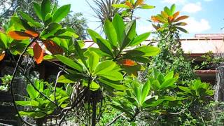 Gordonia lasianthus Loblolly Bay [upl. by Nitaf]